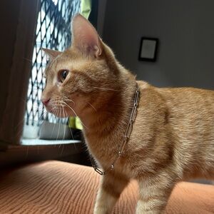 Laura Lombardi silver chiusa chain necklace